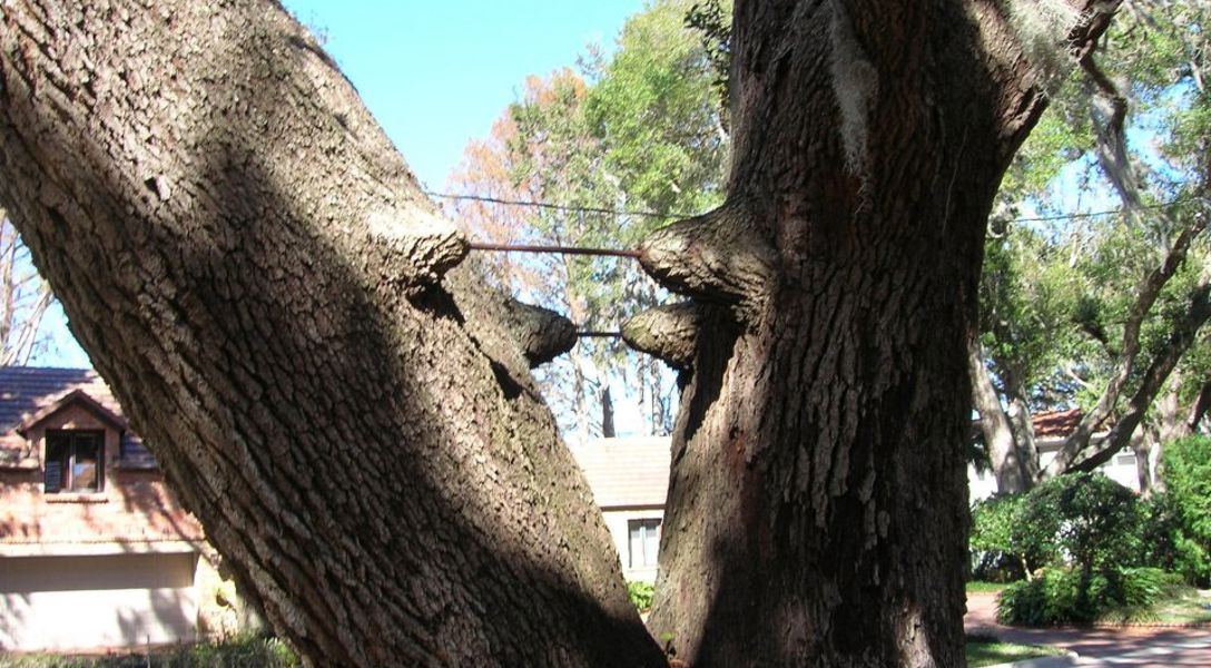 What is Cabling and Bracing a Tree | Davey Tree