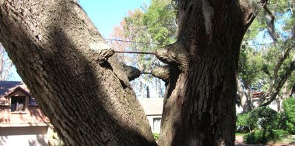 Types Of Tree Support Systems | Davey Tree