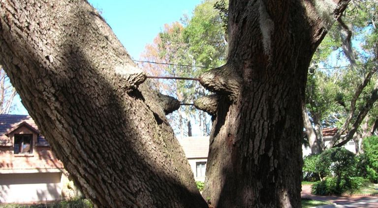 What is Cabling and Bracing a Tree | Davey Tree
