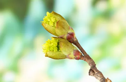Ask The Arborist 1