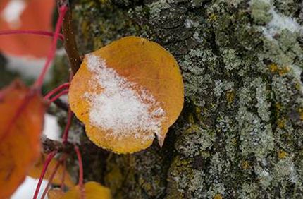 Snow On Leaf