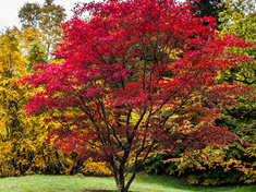 Fireglow Upright Red Japanese Maple600x450