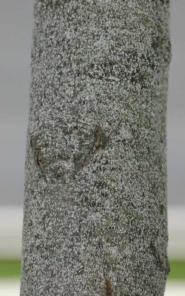 5429866 LGPT Japanese Maple Scale