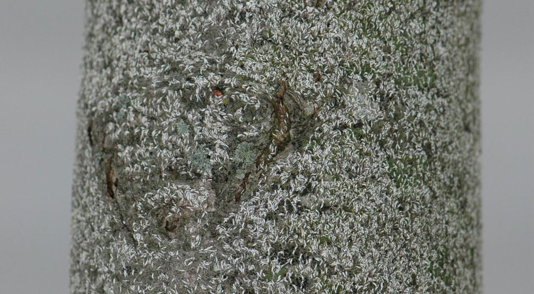 Japanese Maple Scale: Identification, Damage & Control | Davey Tree