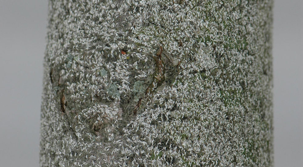 Japanese Maple Scale: Identification, Damage & Control | Davey Tree