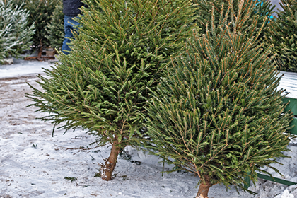 Best Live Christmas Tree