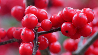 Winterberry Holly Fruit