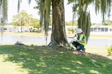 Tree Removal Boca Raton