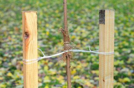 Tree Stakes