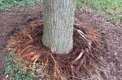 Root Crown Excavatoin 2