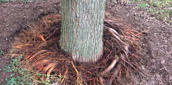 Are Exposed Tree Roots a Bad Thing? Get to the Root of the Problem ...