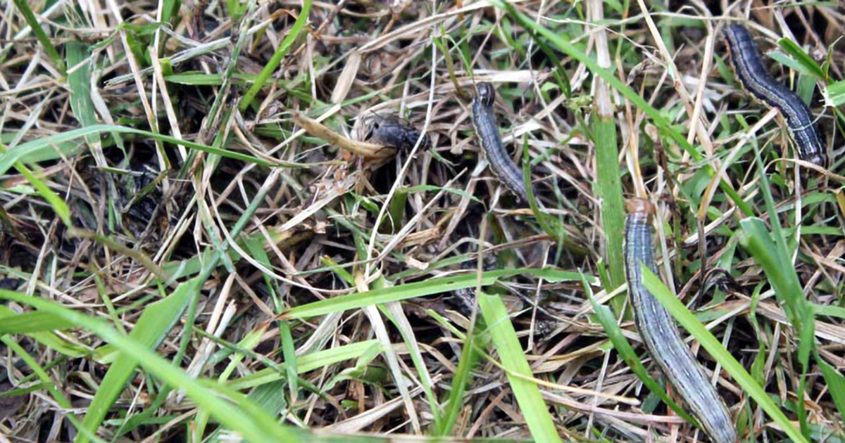 Turf Worms What’s Destroying My Lawn: Fall Armyworm Damage & Control | Davey Tree