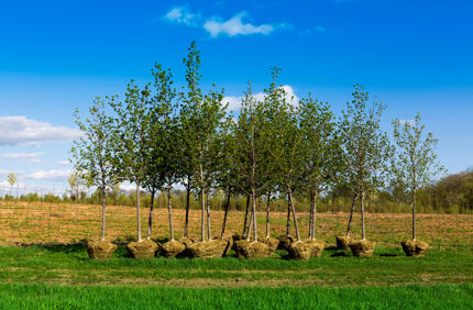Planting Trees