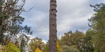 What Is Tree Topping and Why Topping Is Harmful to Trees | Davey Blog ...