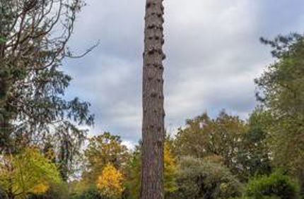 Tree With No Branches Over Pruned Tree