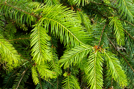 Fir Tree Needles