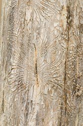 Dutch Elm Disease Bark Davey Tree