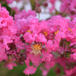 What Does Crepe Myrtle Flower Look Like