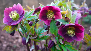 Early Blooming Helleborus Perennials