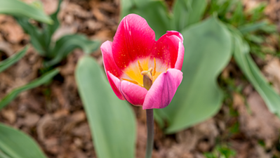Tulips Bulbs To Plant In Fall