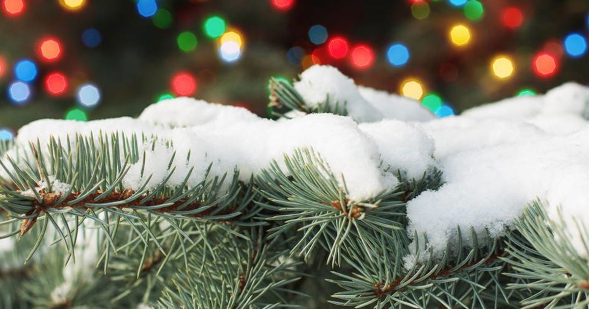 Ultimate Guide to Identifying Your Evergreen Fir, Spruce, Pine Davey
