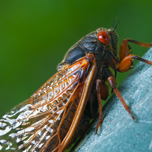 Cicada Netting