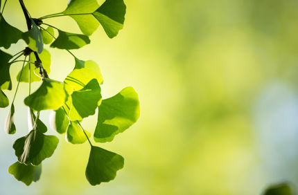 Ginkgo Leaves