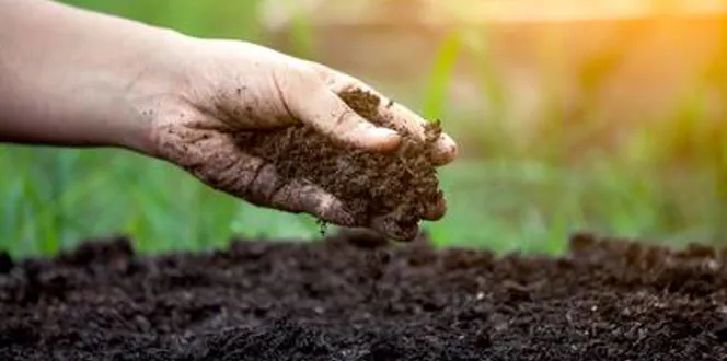 Homeowner Performing Soil Test Davey Tree