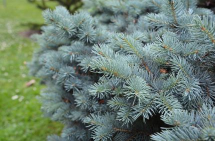 What Is A Blue Spruce Tree