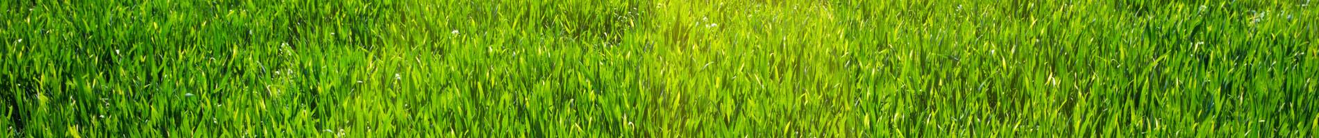 How to Keep Ticks Out of Your Yard Davey Blog Davey Tree