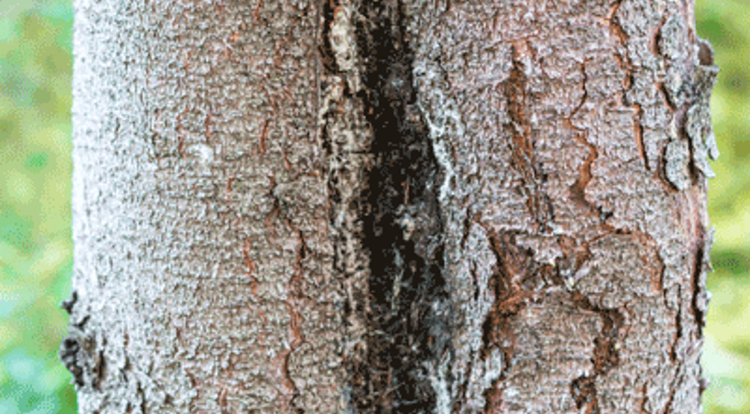 Peeling Tree Bark: Diseases & Other Causes of Bark Shedding