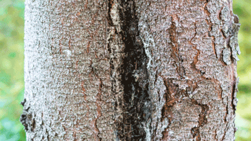 Frost Cracks In Trees
