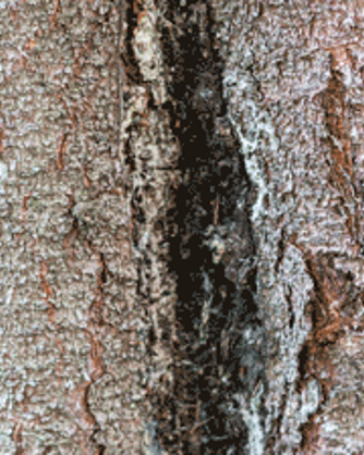 How to Repair Split Bark on Tree?
