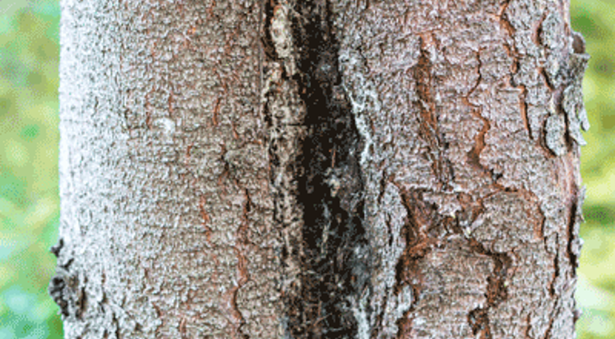 Why is Bark Falling off My Tree (Oak, Pine, Ash, Maple)? | Davey Tree