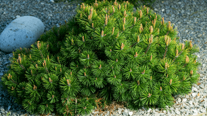Dwarf Mugo Pine 600X338
