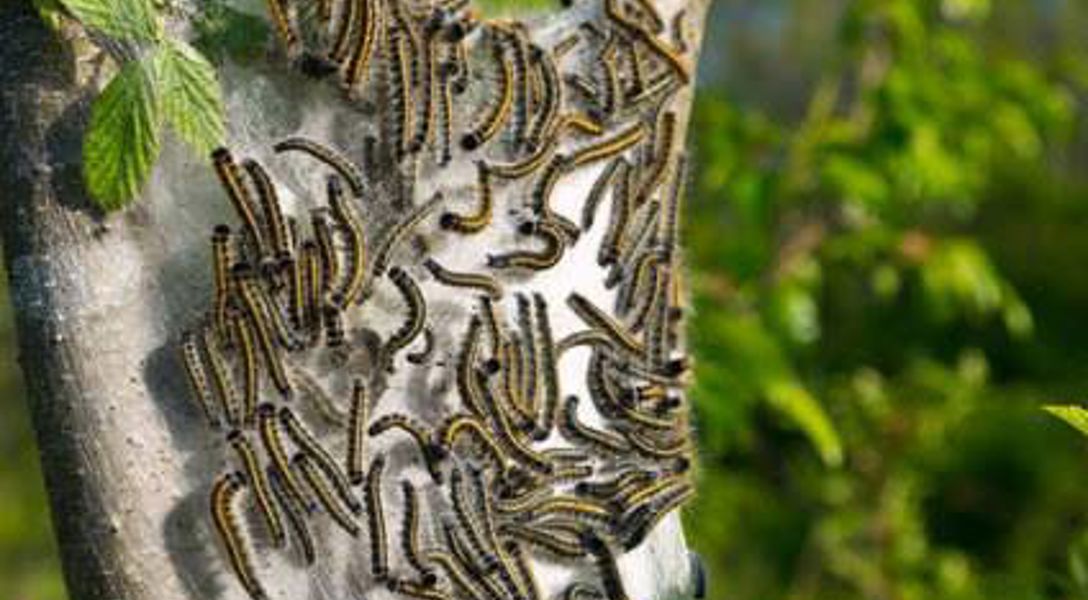 How to Get Rid of Oak Tree Caterpillars | Davey Blog | Davey Tree