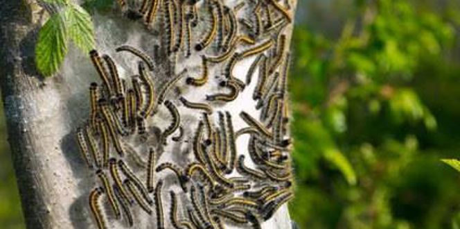 Davey Tree Tent Caterpillars Oak Tree