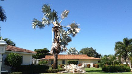 Palmetto Weevil Damage