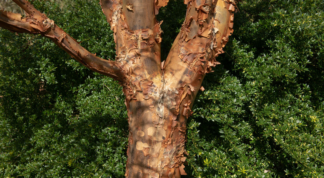 Garden Help: What peeling bark on a tree means