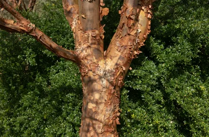 Paperbark Maple