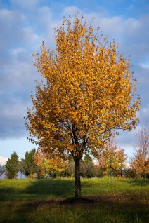 Maple Tree In Fall