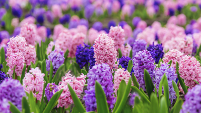 Hyacinths Bulbs To Plant In Fall