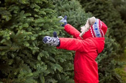 Kid Choosing Christmas Tree Davey Tree
