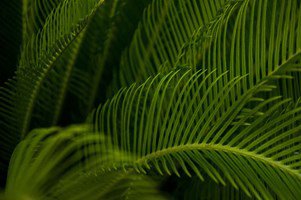 Pinnate Palm