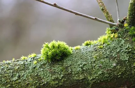 Moss Algae Lichen Green On Tree Branch Davey Tree