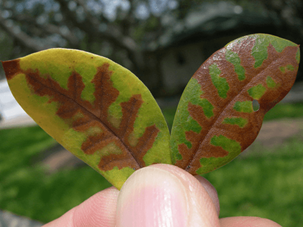 Oak Wilt Close Up1
