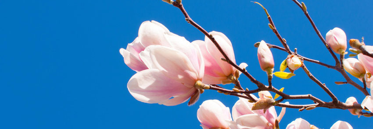 Magnolia Tree Banner