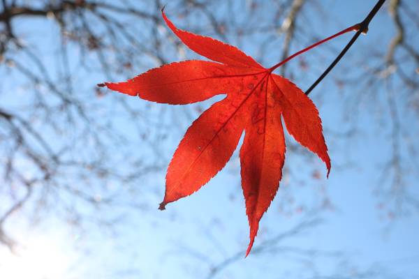 Japanese Maple Leaf