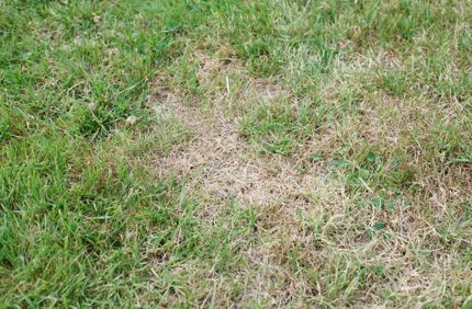 Brown Spots In Lawn How To Fix Davey Tree