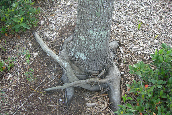 Girdling Root On Parking Lot Live Oak